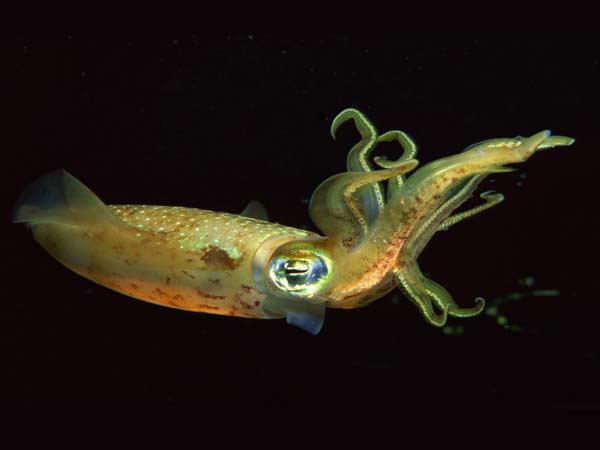 deep-sea-squid